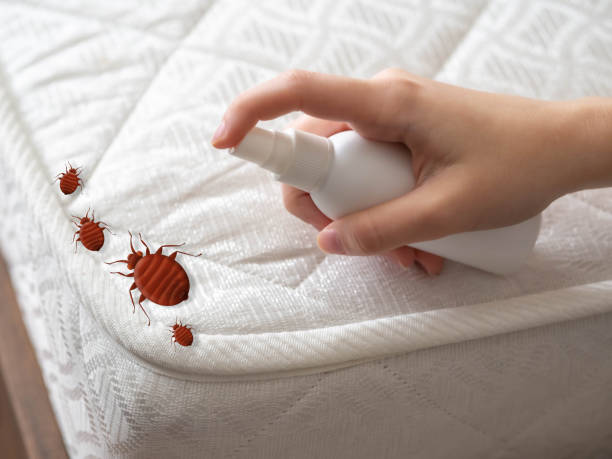 Best Local Pest Control Services  in Mount Dora, FL