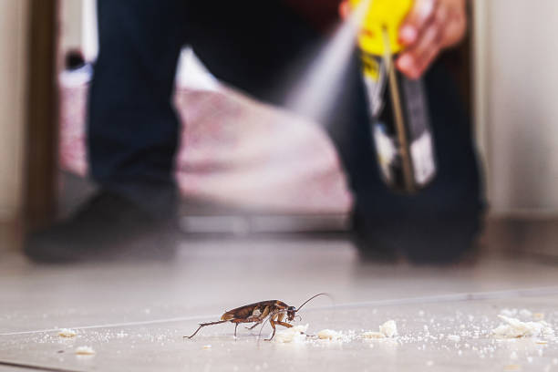 Best Pest Removal Services  in Mount Dora, FL