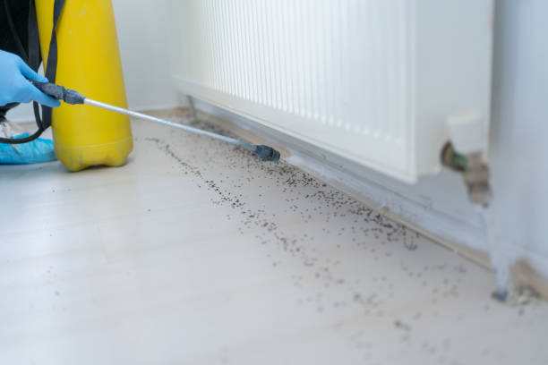 Flea Control Services in Mount Dora, FL