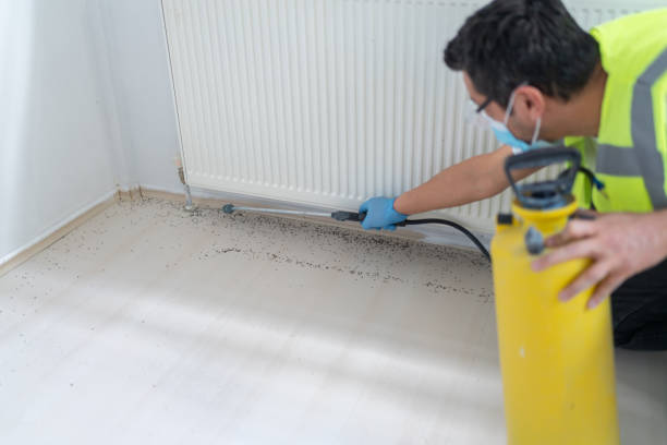 Best Pest Control Near Me in Mount Dora, FL